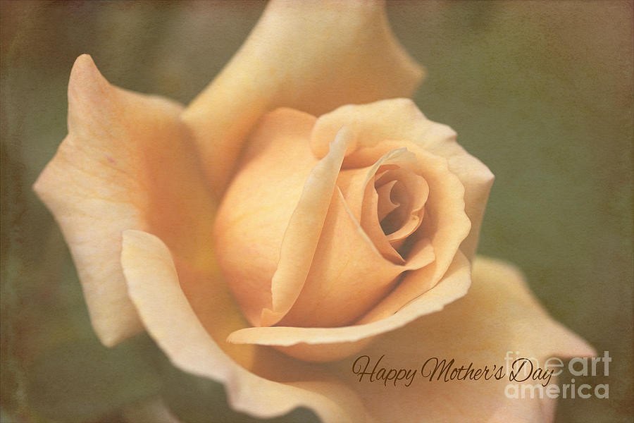 Happy Mothers Day Lush Rose Photograph by Joy Watson