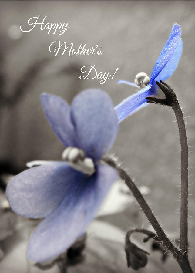 Happy Mothers Day Periwinkle Petals Photograph by Dark Whimsy