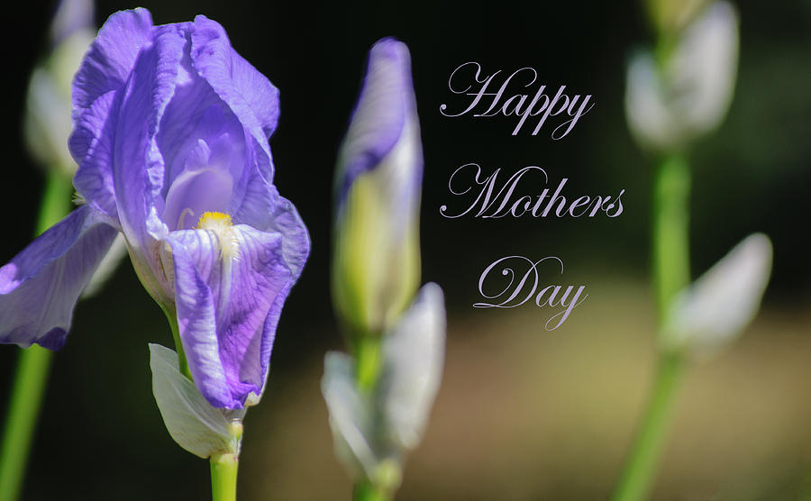Spring Photograph - Happy Mothers Day by Tikvahs Hope