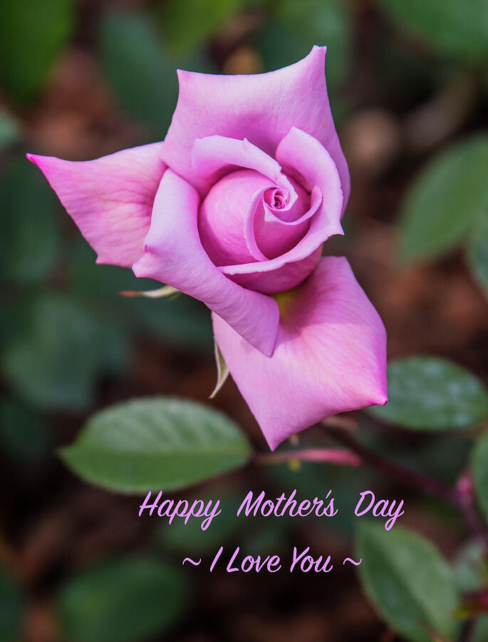 Rose Photograph - Happy Mothers Day by Venetia Featherstone-Witty