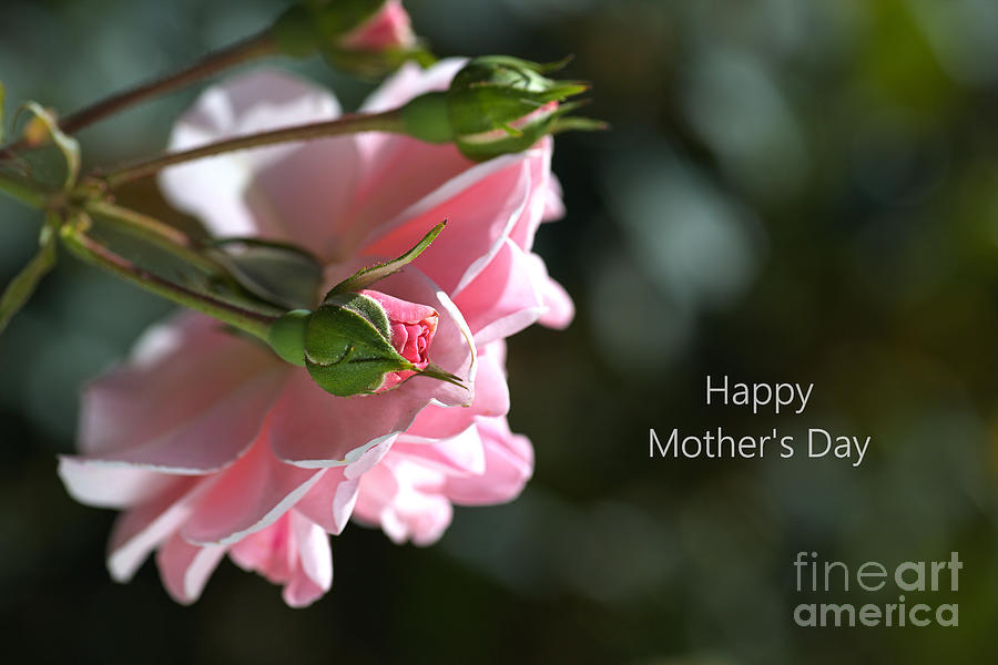 Happy Mothers Day With Pink Rose Photograph by Joy Watson