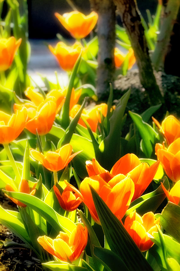 Happy Orange Tulips Photograph by Sylvia J Zarco