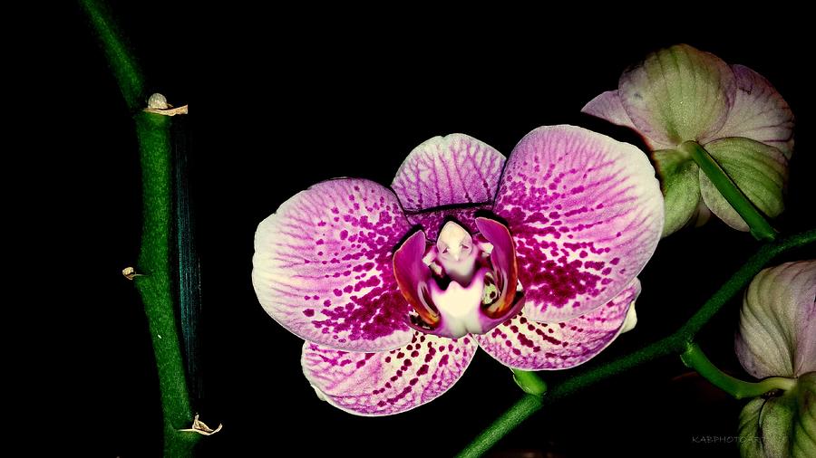 Happy Orchid Photograph by Kathy Barney