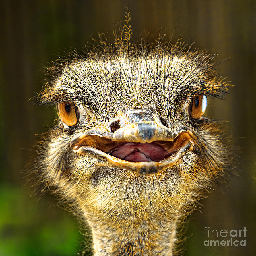 Ostrich Photograph - Happy Ostrich by Joerg Lingnau