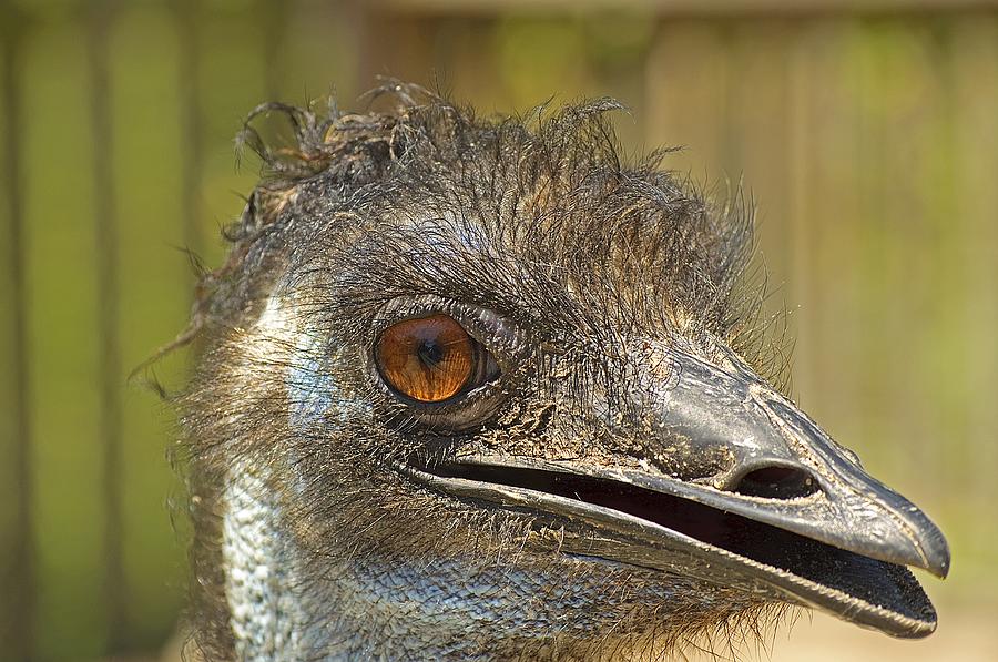 Happy Ostrich Photograph by Kenneth Albin