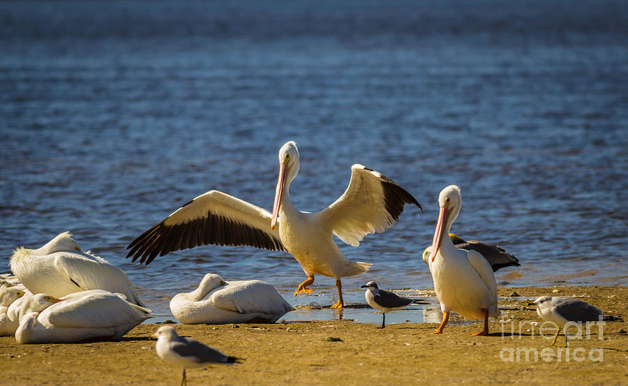 Happy Pelicans Photograph by George Kenhan