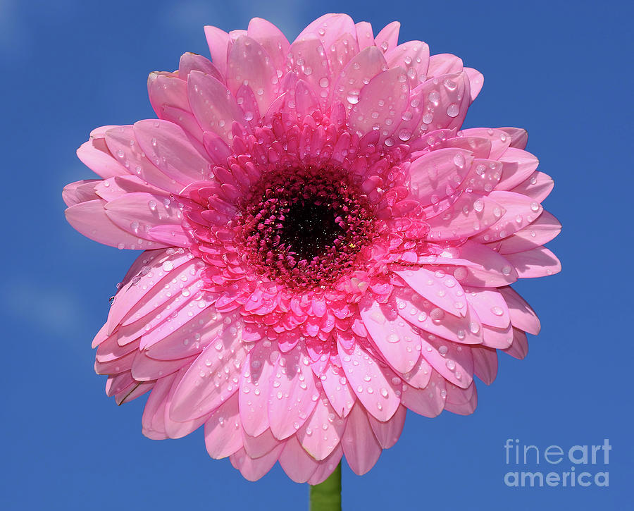 Nature Photograph - Happy Pink Gerbera by Kaye Menner by Kaye Menner