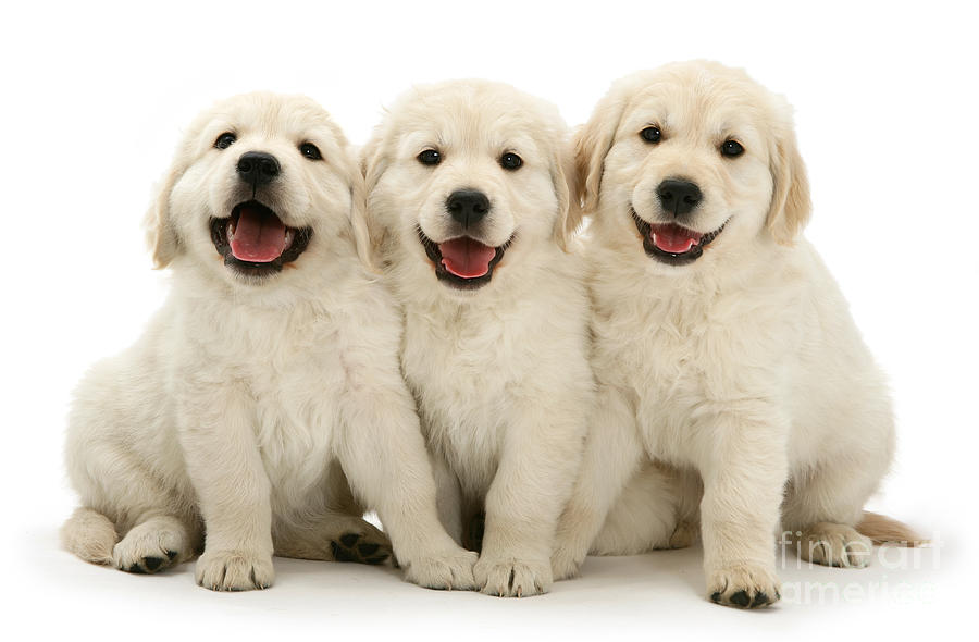 Happy Puppies Photograph by Warren Photographic | Pixels