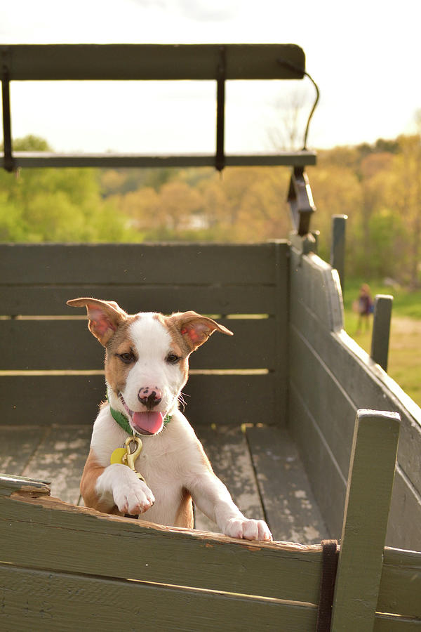 Spring Photograph - Happy Puppy Wagon Ride by Justin Mountain