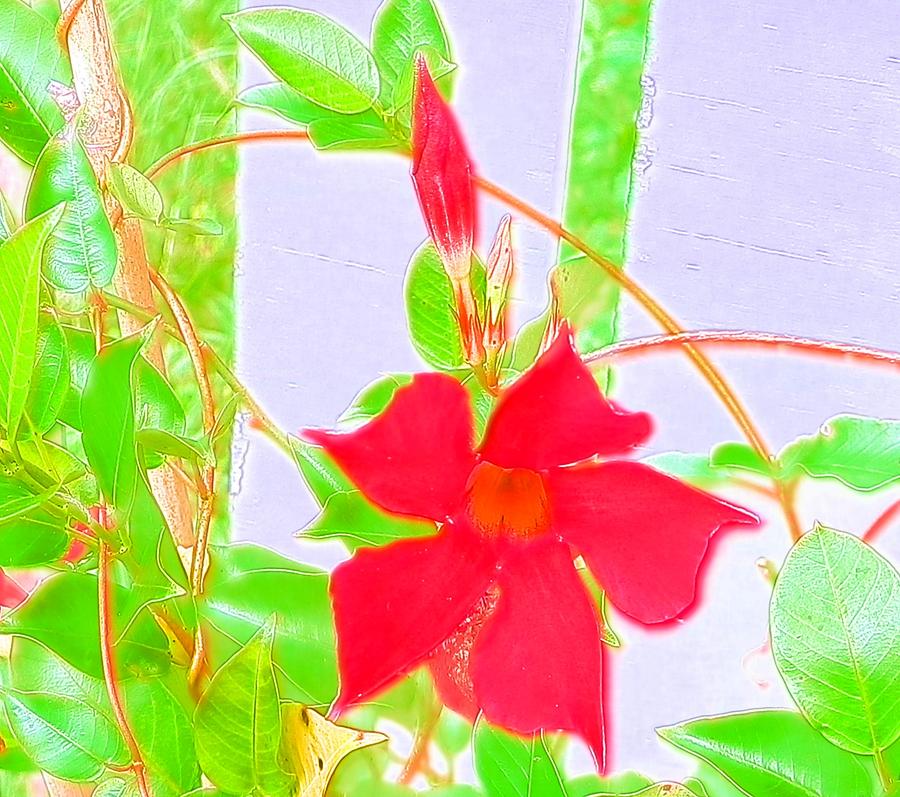 Happy Red Blooming Mandeville Photograph by Belinda Lee