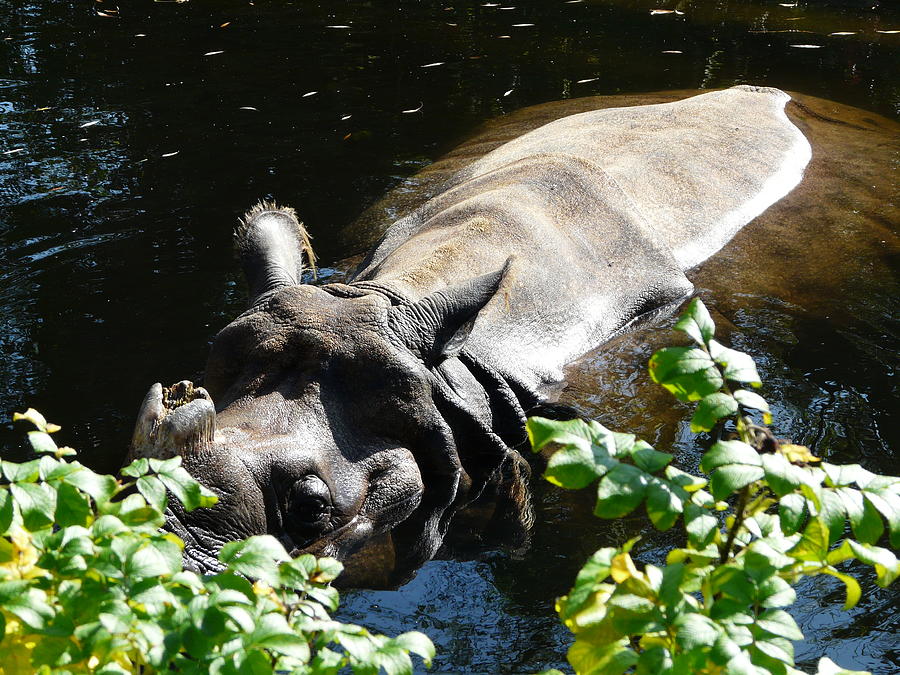 Happy Rhino Photograph by Valerie Ornstein