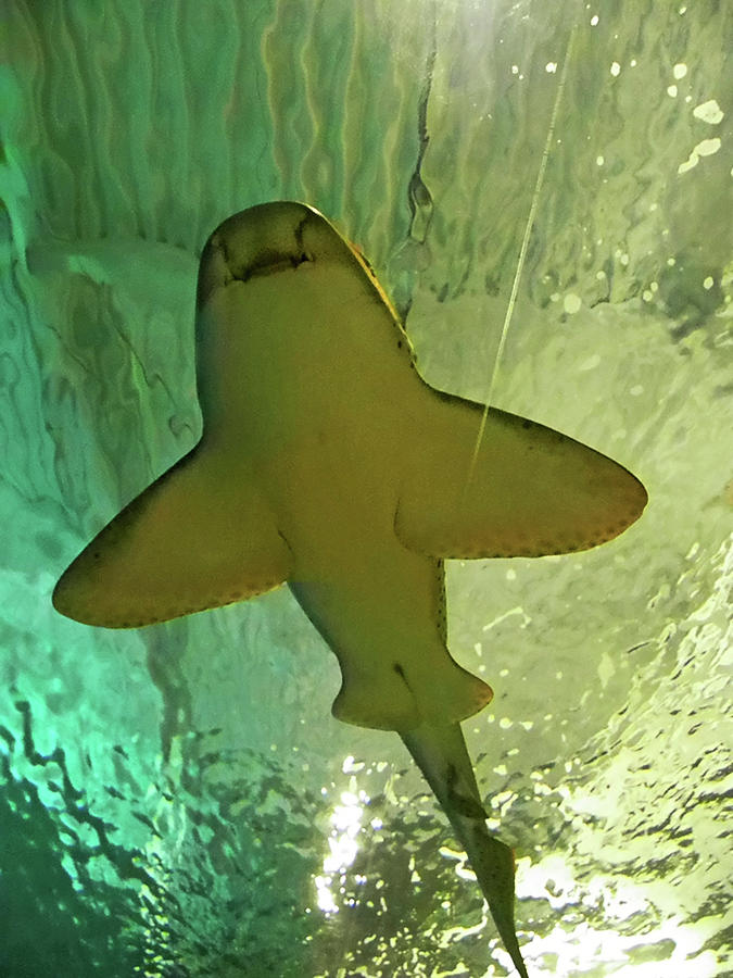 Happy Shark Photograph by Elizabeth Hoskinson