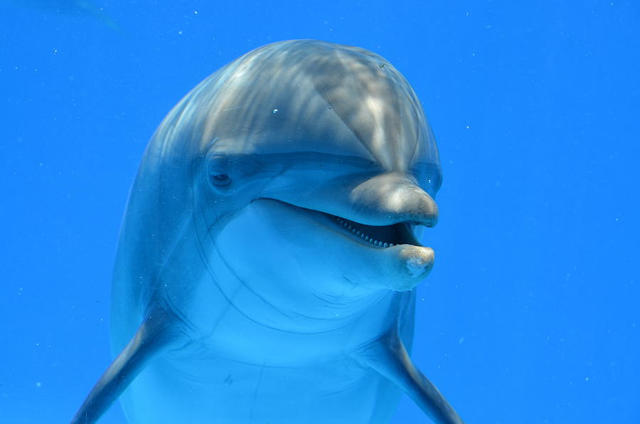 Happy Smiling Dolphin Photograph by Richard Bryce and Family