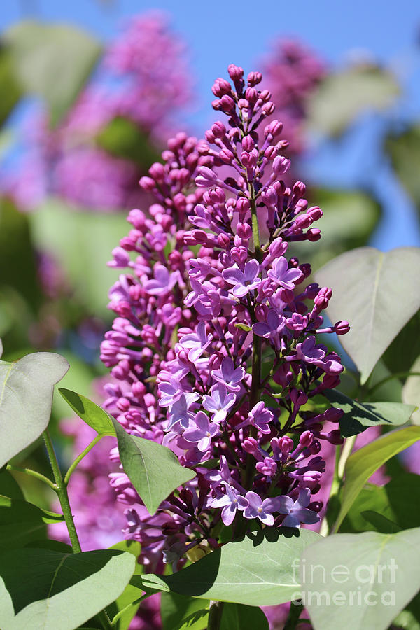 Happy Spring Day Lilacs Photograph by Carol Groenen