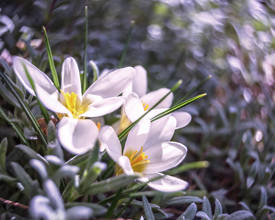 Happy Spring Photograph by Jennifer Grossnickle