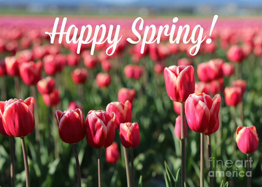 Happy Spring Poster Photograph by Carol Groenen