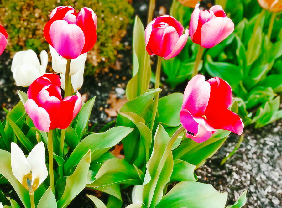 Happy Spring Tulips Photograph by Femina Photo Art By Maggie