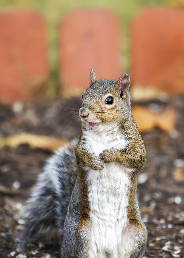 Happy Squirrel Photograph by Bill and Linda Tiepelman