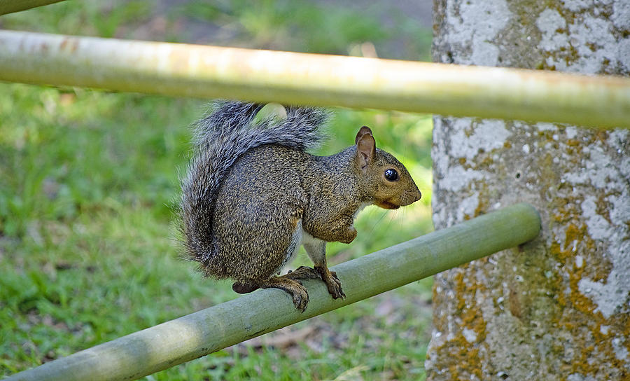 Happy Squirrel Photograph by Kenneth Albin