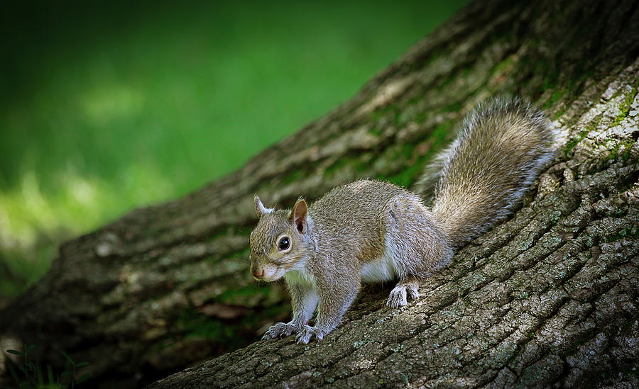 Happy Squirrel  Photograph by Ray Congrove