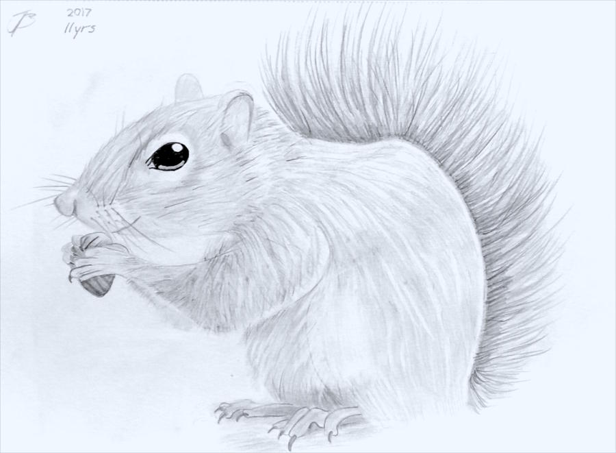 Happy Squirrel Drawing by Amy Barrow and Sons - Luke and Tom Barrow ...