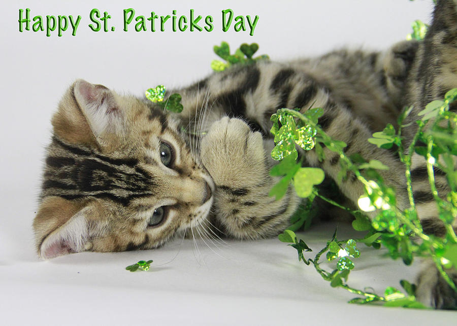 Happy St. Patricks Day Photograph by Shoal Hollingsworth