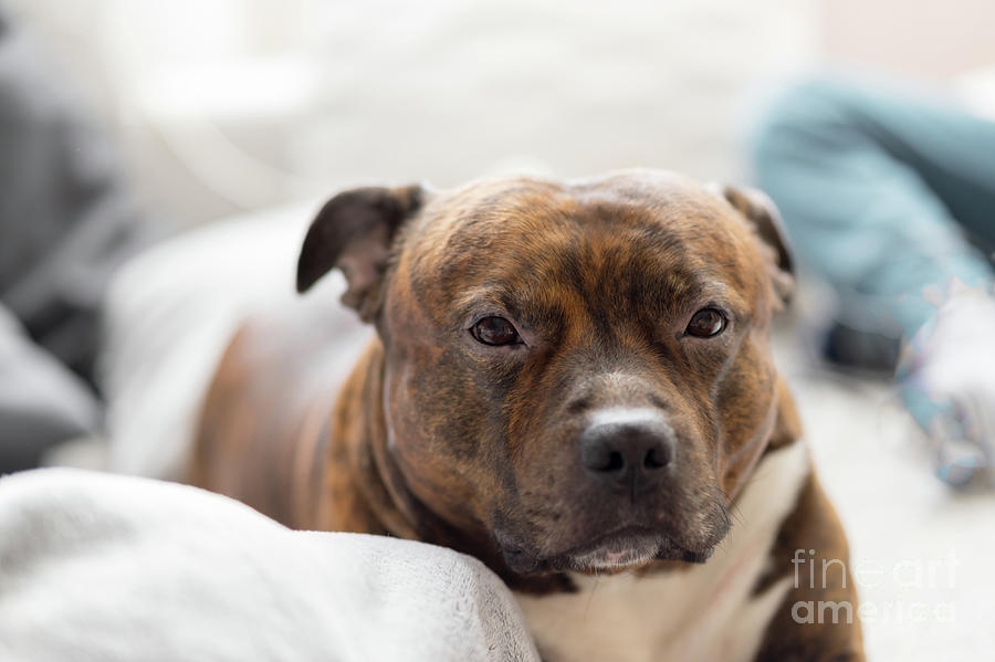 Happy staffy best sale