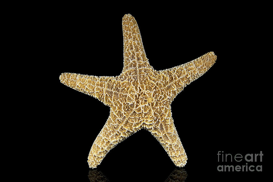 Happy Starfish Photograph by Anthony Sacco