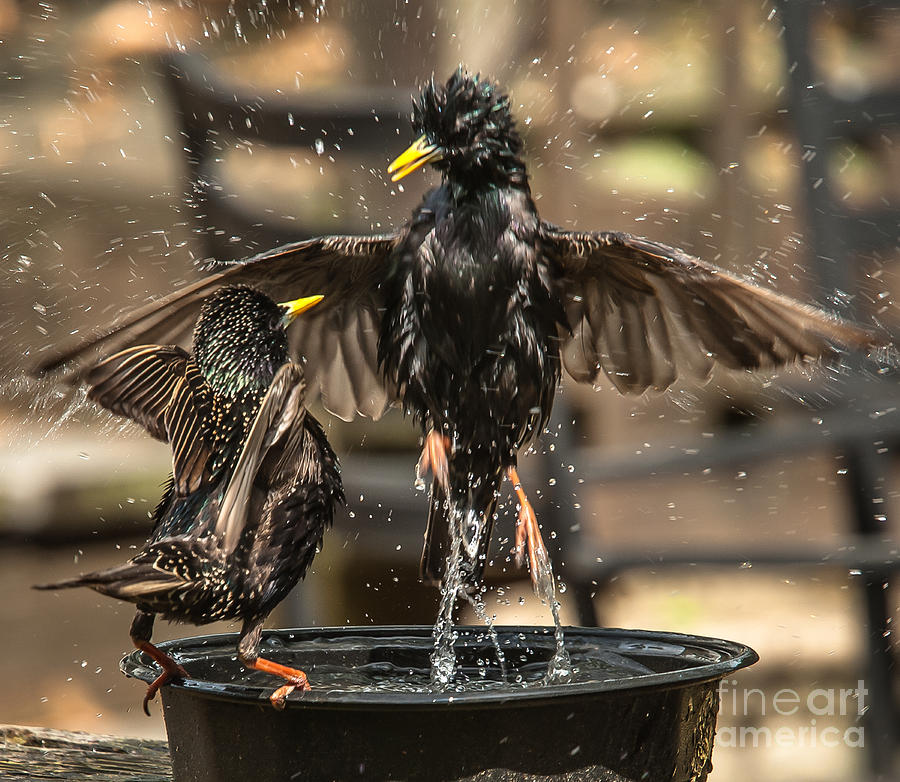 Happy Starlings Photograph by Jim Moore