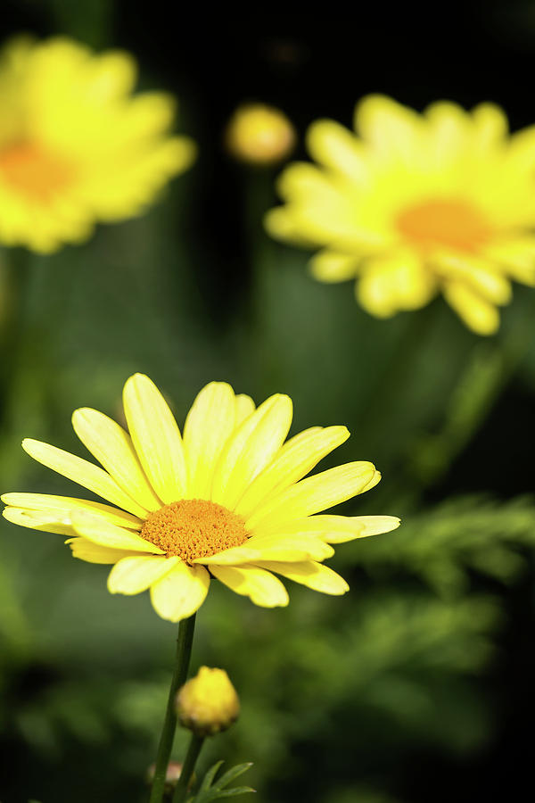 Happy Summer Flowers by Will Bailey Happy Summer Flowers by Will Bailey