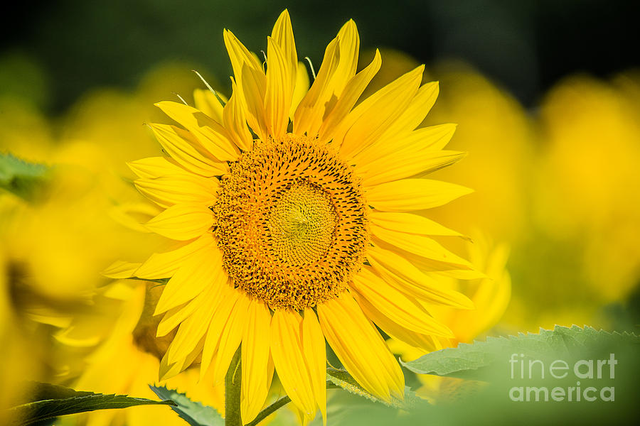 Happy Sunflower Photograph by Cheryl Baxter