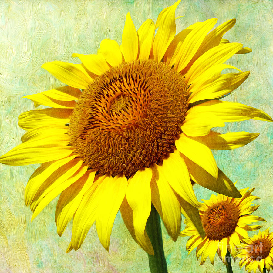 Happy Sunflower Day Photograph by Laura D Young - Fine Art America