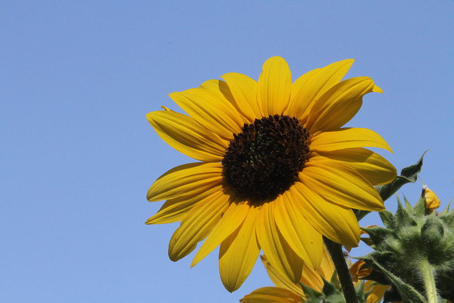 Happy Sunflower Photograph by Diana Chase