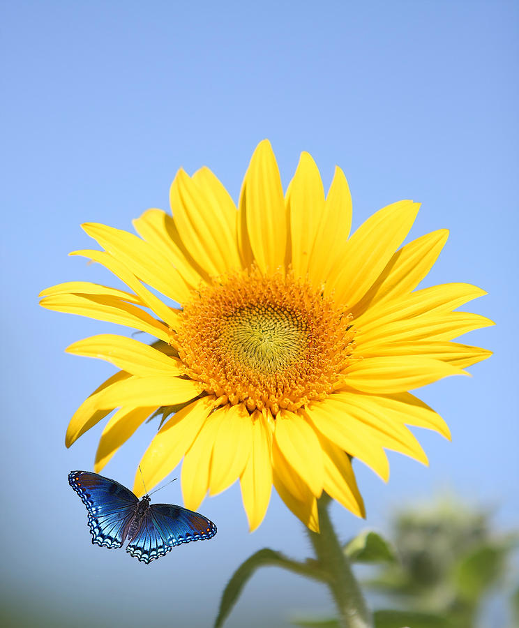 Happy Sunflower Photograph by Elizabeth Spencer - Fine Art America