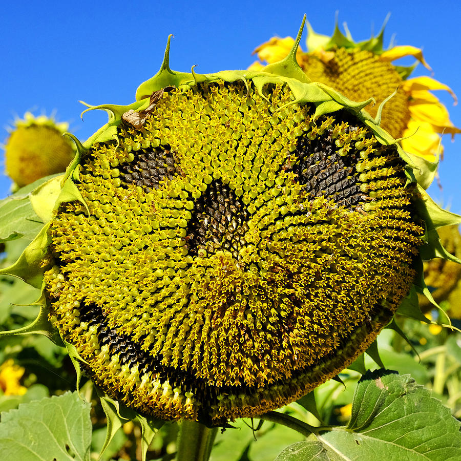 Happy sunflower Photograph by Fabrizio Troiani