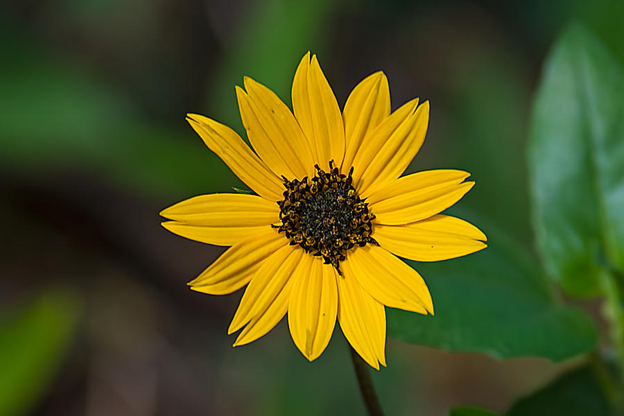 Happy Sunflower Photograph by Kenneth Albin