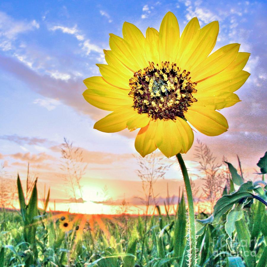 Happy Sunflower Photograph by Kim Yarbrough