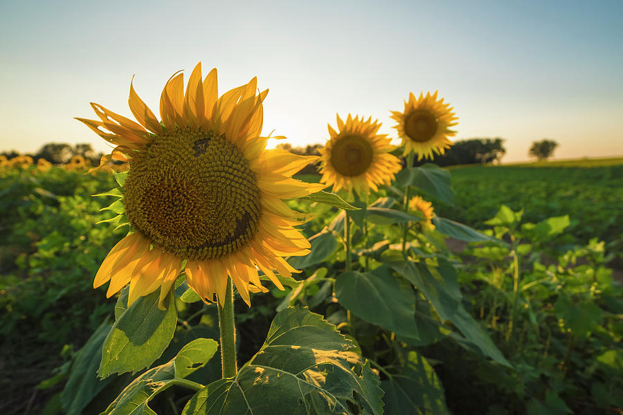 Happy Sunflower Photograph by Ryan Heffron