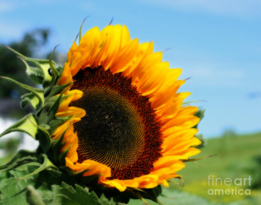 Happy Sunflower Photograph by Smilin Eyes Treasures