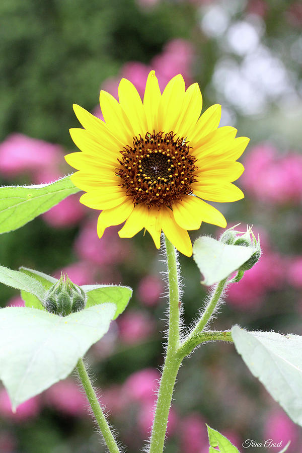 Happy Sunflower Photograph by Trina Ansel