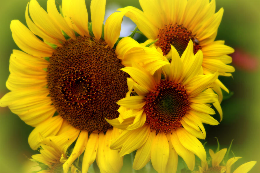 Happy Sunflowers Photograph by Kay Novy