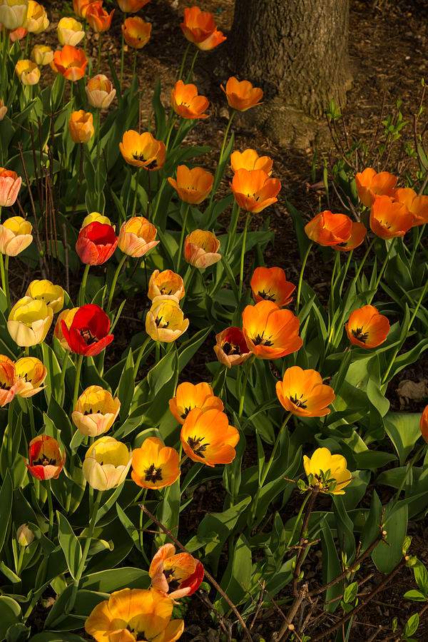 Tulip Photograph - Happy Sunny Messy Tulip Tangle by Georgia Mizuleva