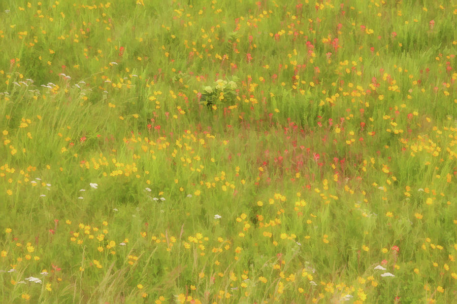 Happy Sunny Wildflower Field Photograph by Carolyn Fletcher - Fine Art ...