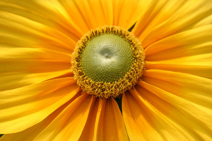 Happy Sunshine Yellow Flower Photograph by Pierre Leclerc Photography