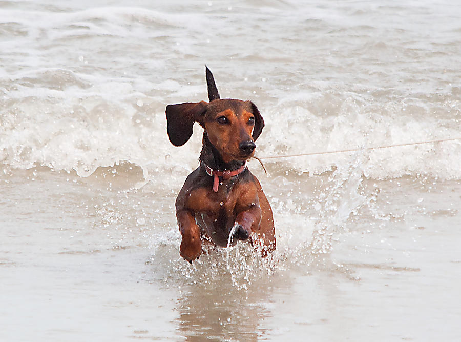 Happy Surf Dog Photograph by Kenneth Albin