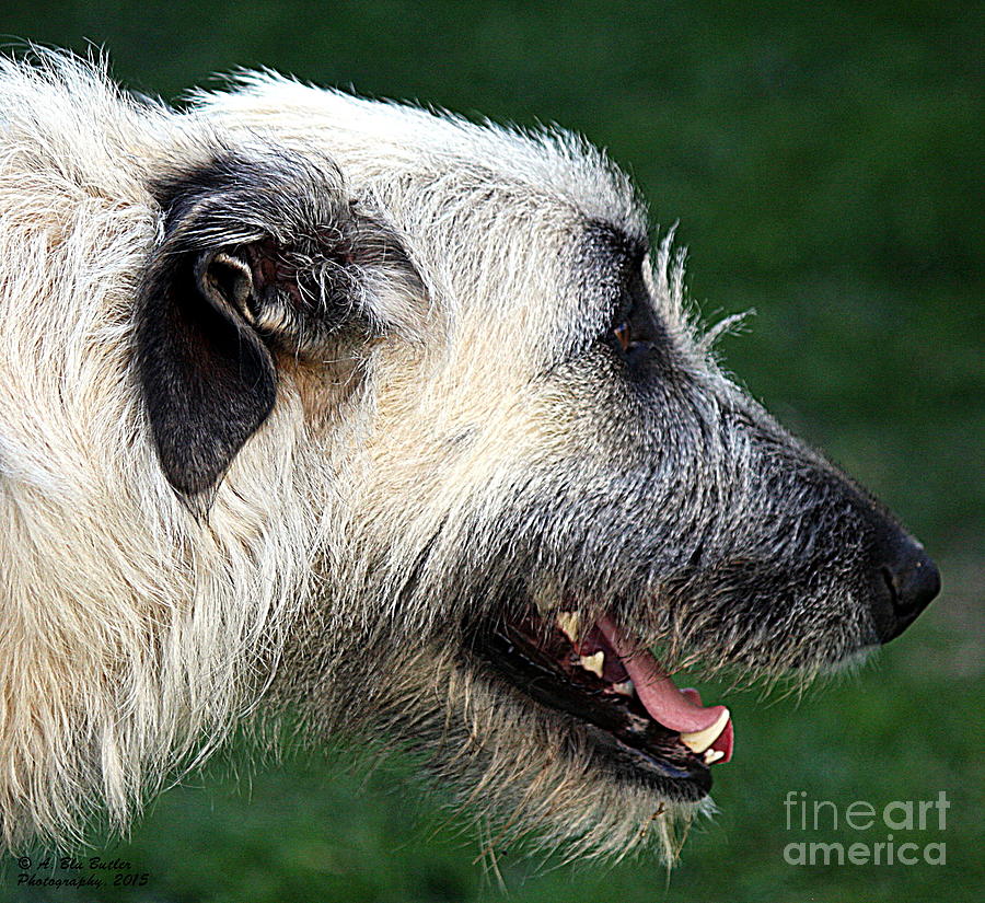 Irish Wolfhounds Photograph - Happy Tala by Ann Butler