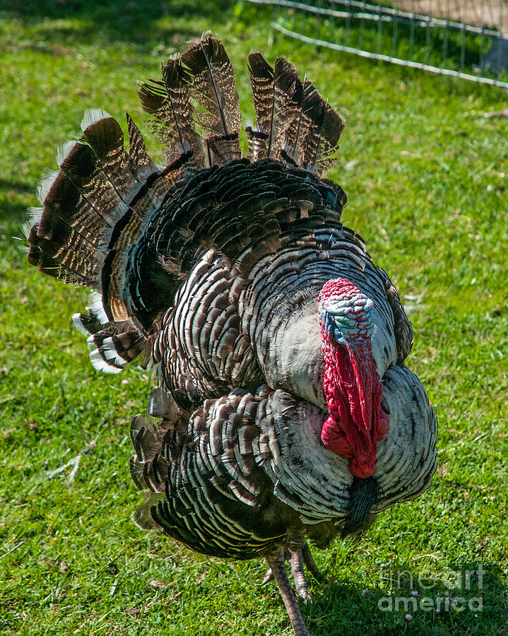 Happy Thanksgiving Photograph by Stephen Whalen