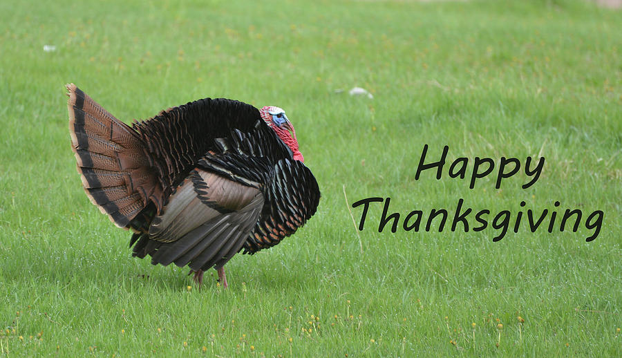 Happy Thanksgiving Photograph by Whispering Peaks Photography