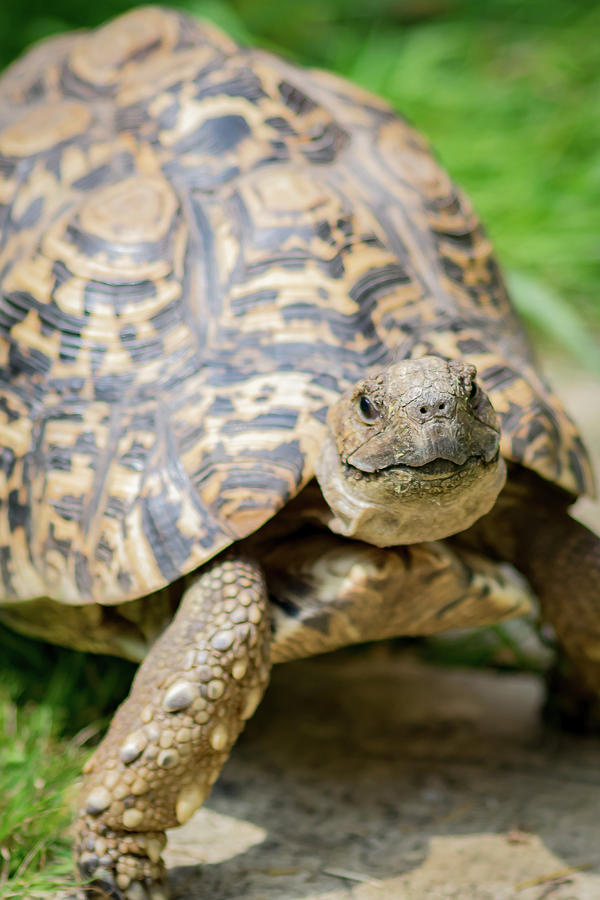 Happy Tortoises Photograph by Warren Bourne