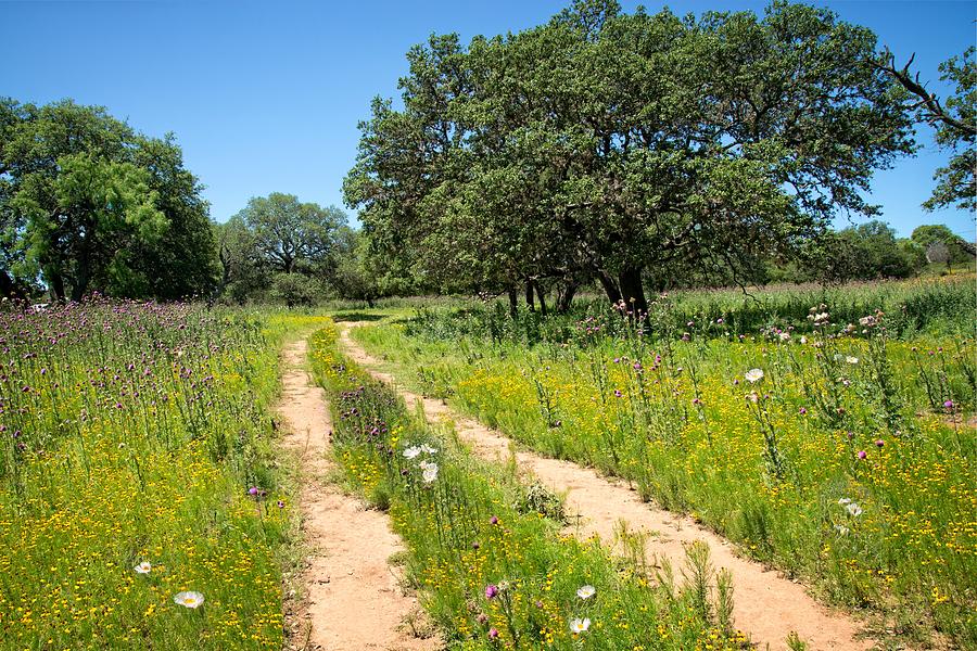 Happy Trails in the Hill Country Photograph by Lynn Bauer